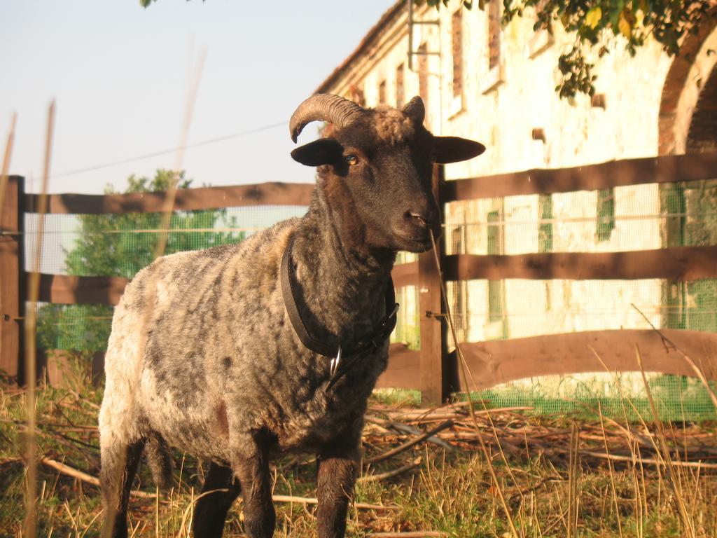Agroturystyka Dom pod Sową Nawojow Luzycki Zewnętrze zdjęcie